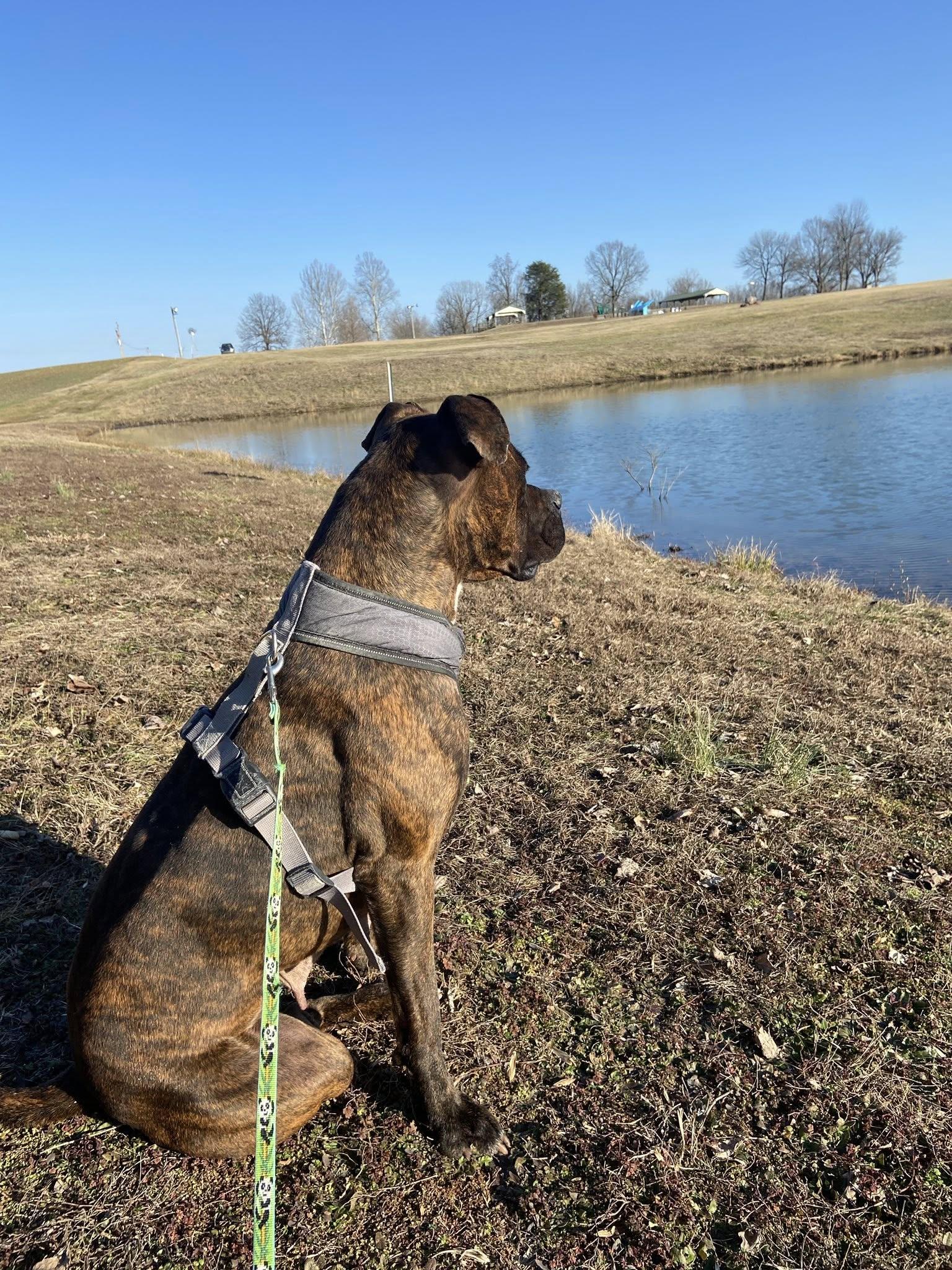 Enlarge Prissy (URGENT), a Adoptable mixed breed in Calhoun, KY image 3/3