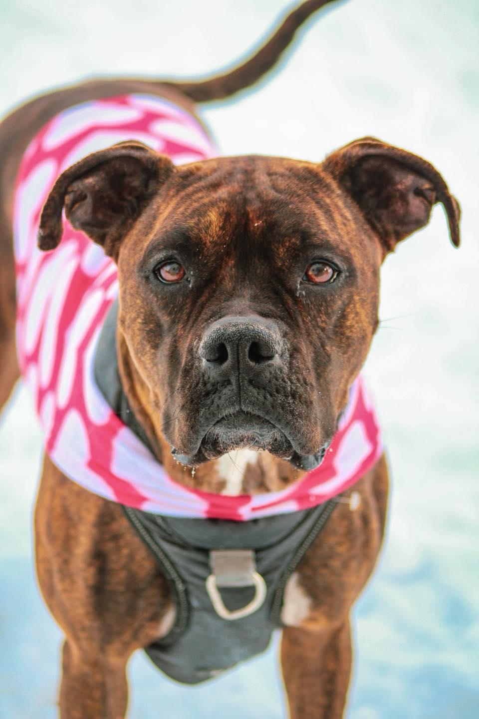 Prissy (URGENT), Adoptable, Adult Female Boxer.