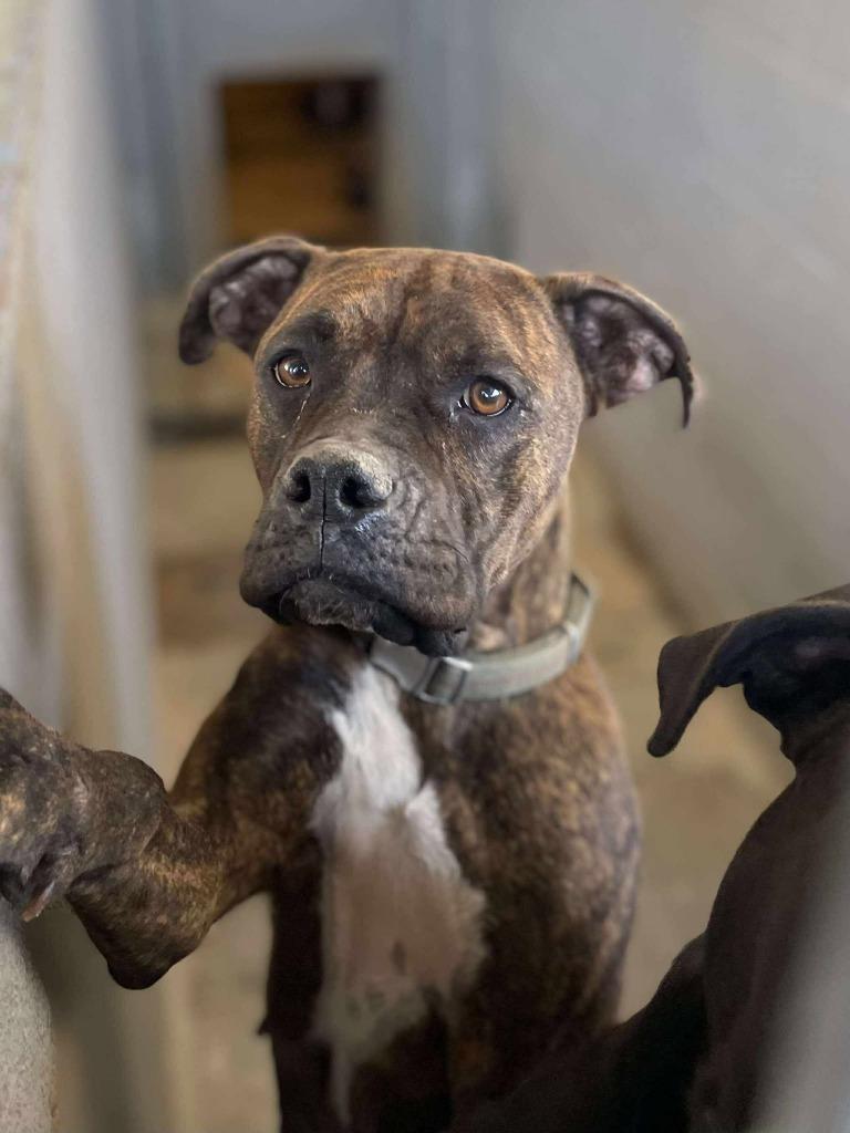 Enlarge Prissy, a Adoptable mixed breed in Calhoun, KY image 1/1