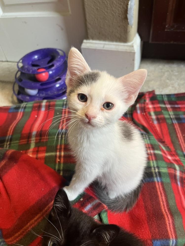 Iris, Adoptable, Kitten Female American Shorthair.