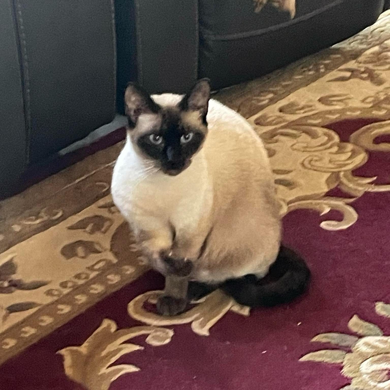 Enlarge Kitty, a Adopted Siamese in Citra, FL image 1/1