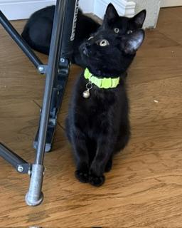Enlarge Freedom - All He Wants Is to Be Part of Your Family, a Adoptable Domestic Short Hair in Prescott, AZ image 1/3