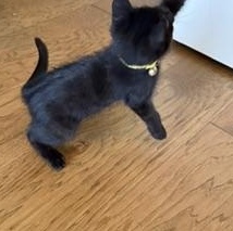Enlarge Freedom - All He Wants Is to Be Part of Your Family, a Adoptable Domestic Short Hair in Prescott, AZ image 3/3