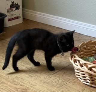 Enlarge Freedom - All He Wants Is to Be Part of Your Family, a Adoptable Domestic Short Hair in Prescott, AZ image 2/3