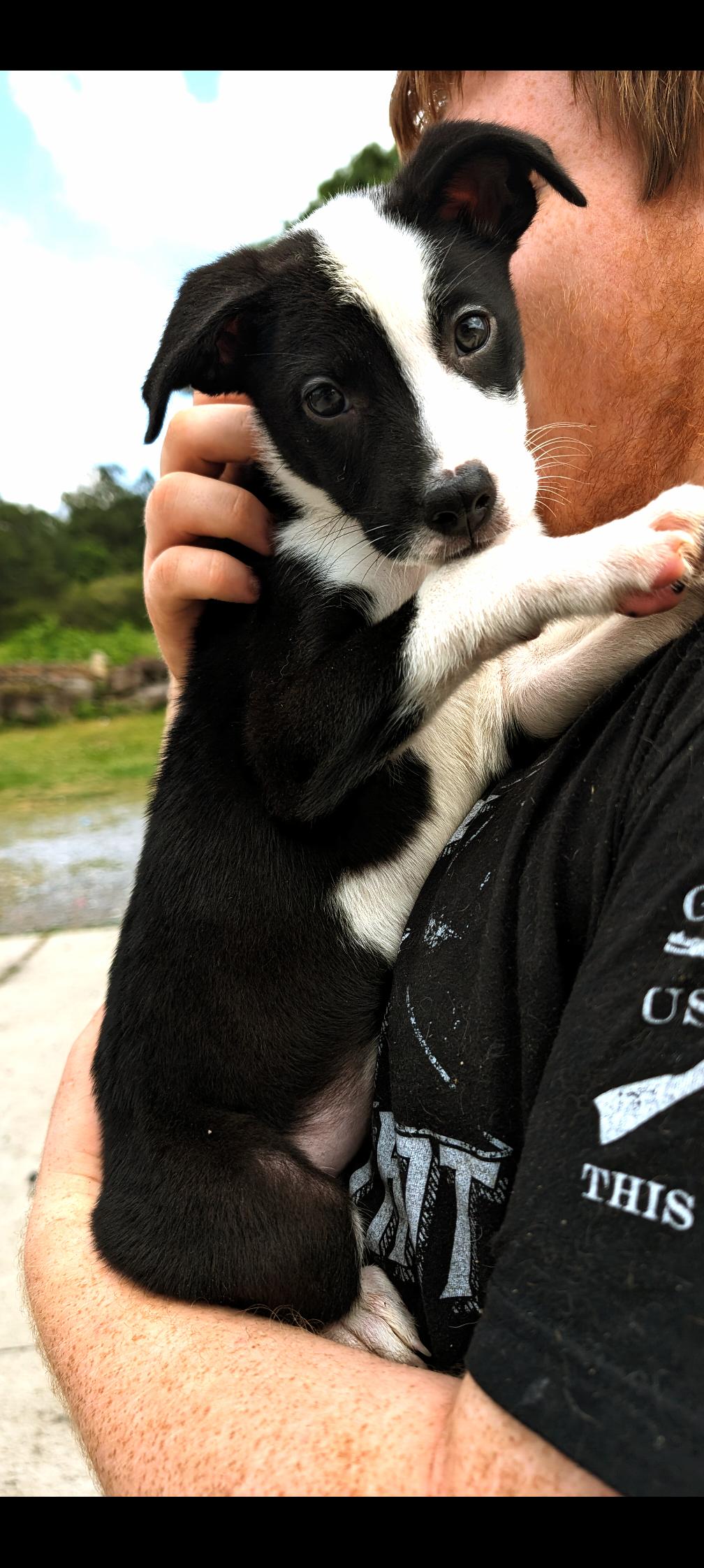 Enlarge Penelope (Transport Available), a Adopted Terrier in Guntersville, AL image 3/3