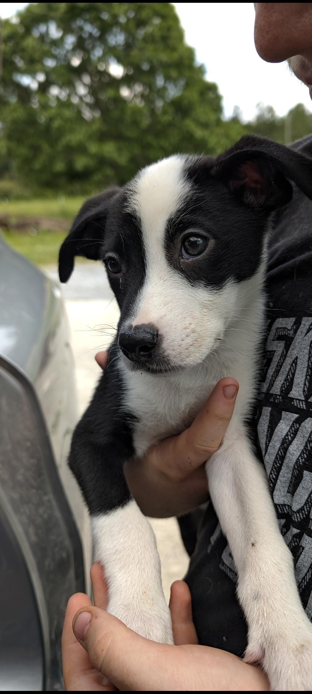 Penelope (Transport Available), Adopted, Puppy Female Terrier.