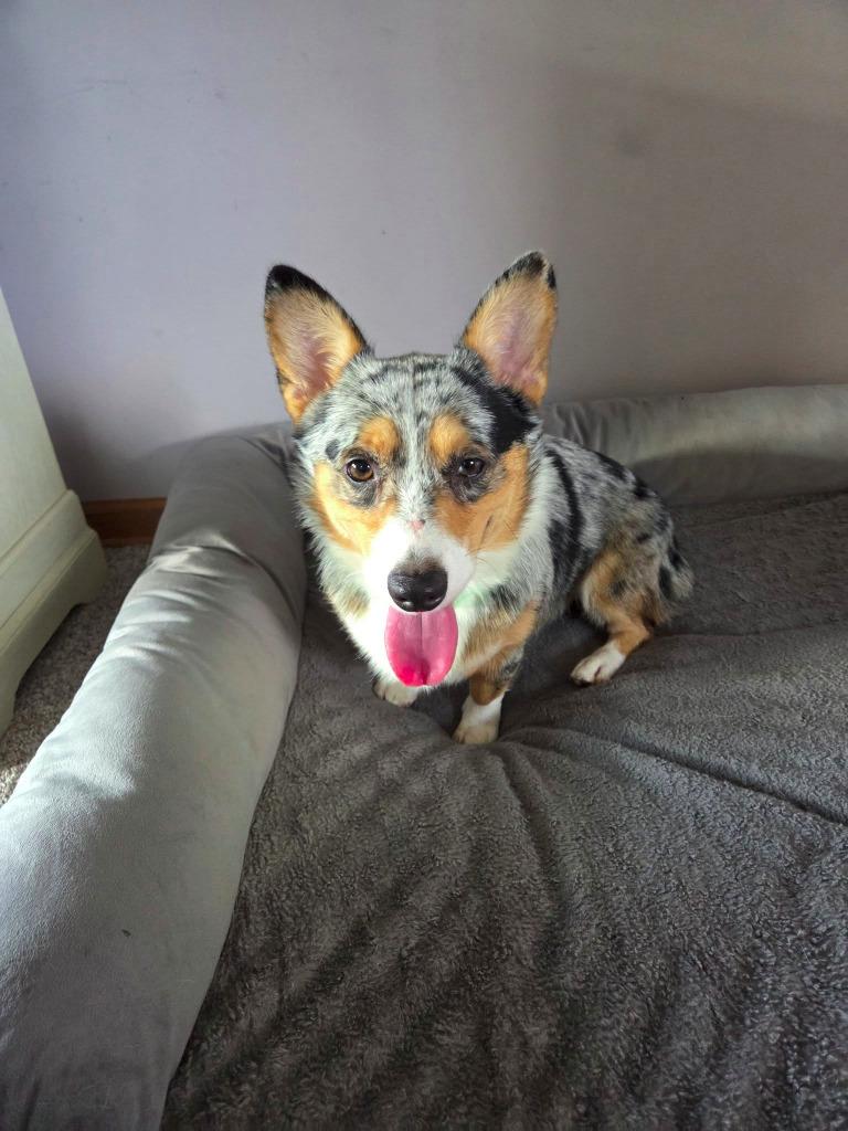 Goose $700, Adoptable, Young Male Corgi.
