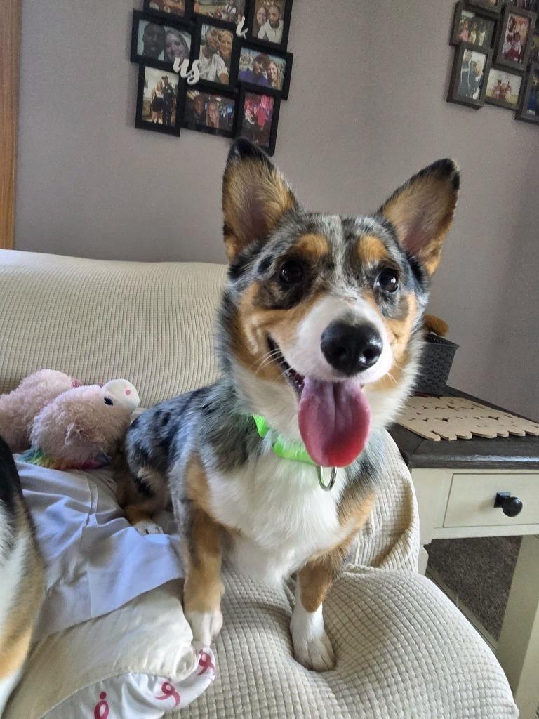 Enlarge Goose $700, a Adoptable Corgi in Milwaukee, WI image 2/5