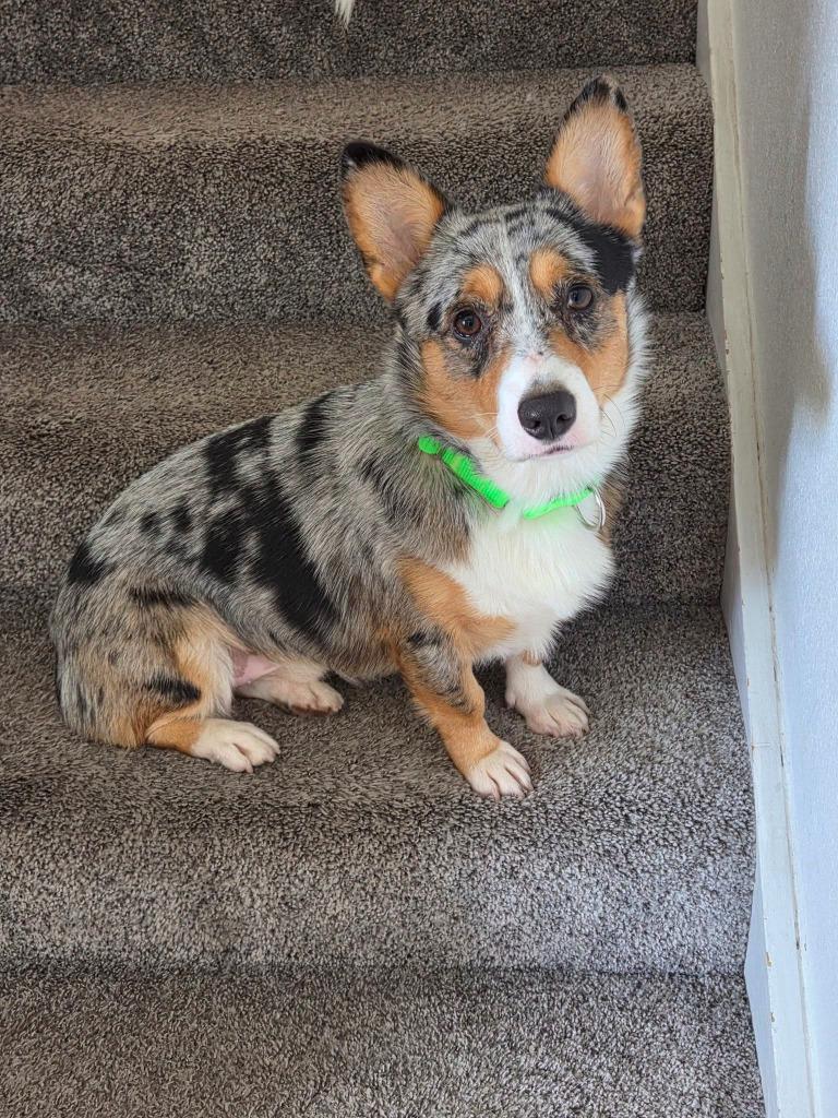 Enlarge Goose $700, a Adoptable Corgi in Milwaukee, WI image 3/5