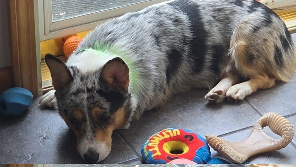 Enlarge Goose $700, a Adoptable Corgi in Milwaukee, WI image 4/5