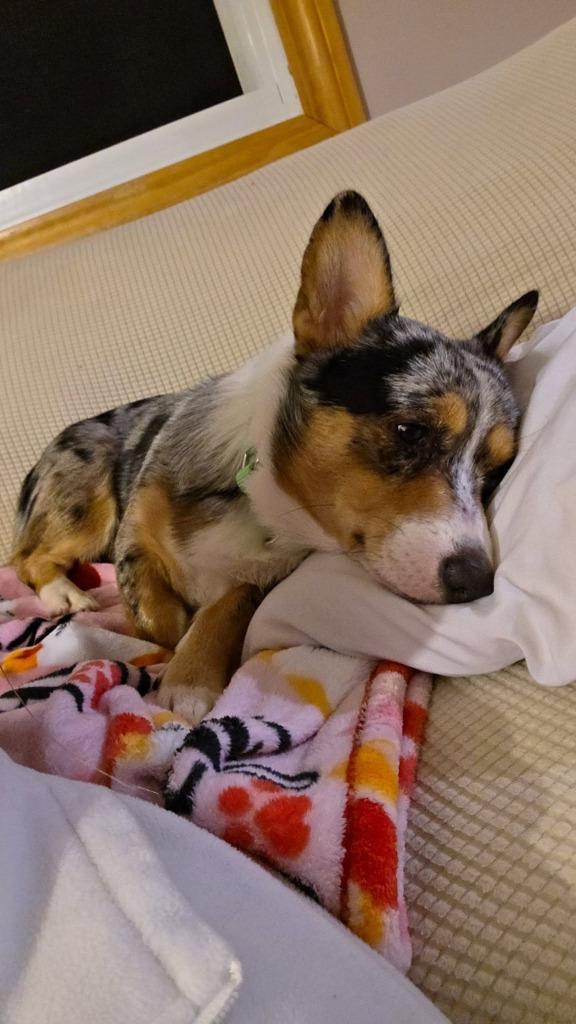 Enlarge Goose $700, a Adoptable Corgi in Milwaukee, WI image 5/5
