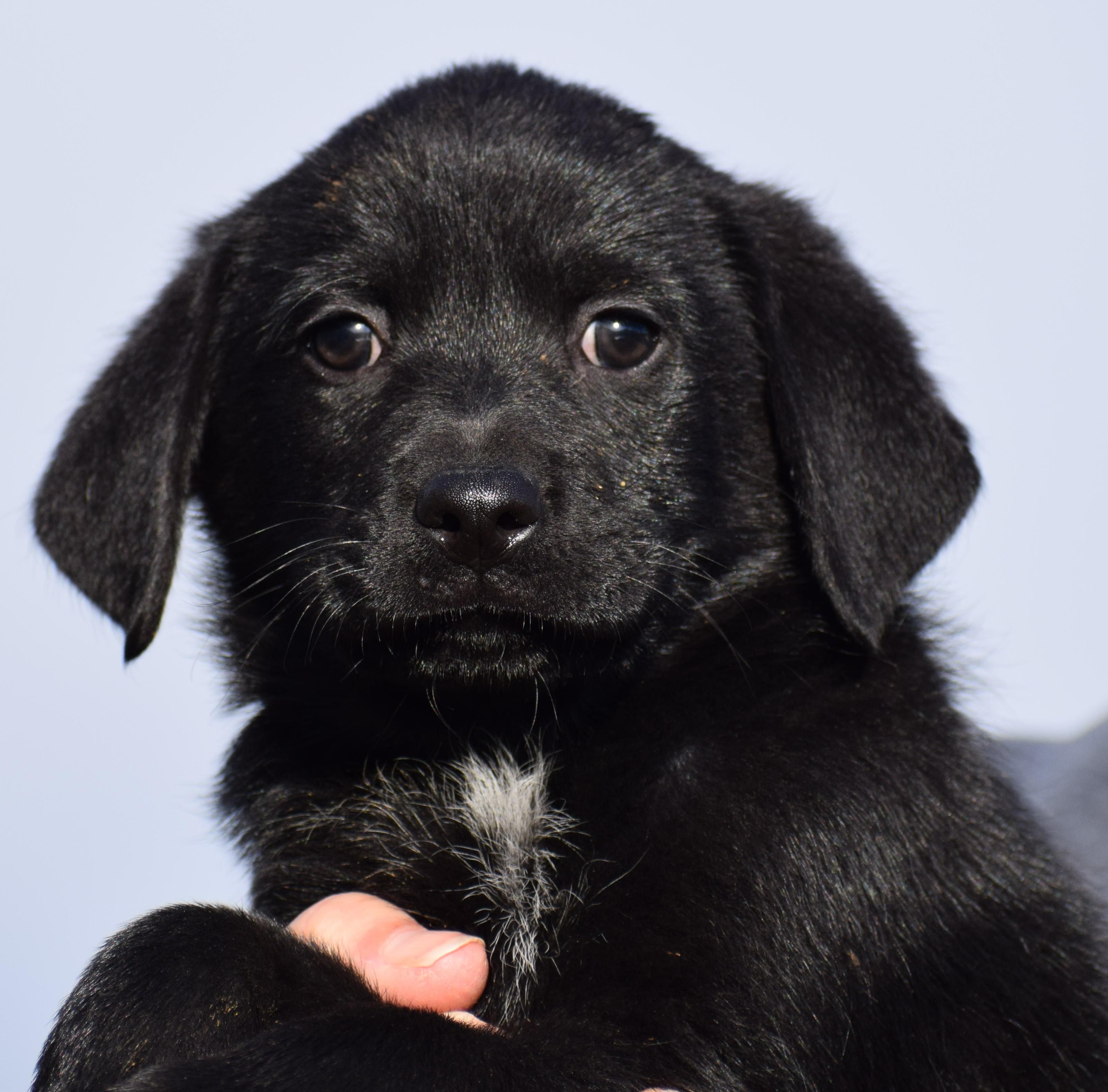 Enlarge Otto-Available! www.lhar.dog to apply! , an adoptable mixed breed in Frederick, MD image 3/6