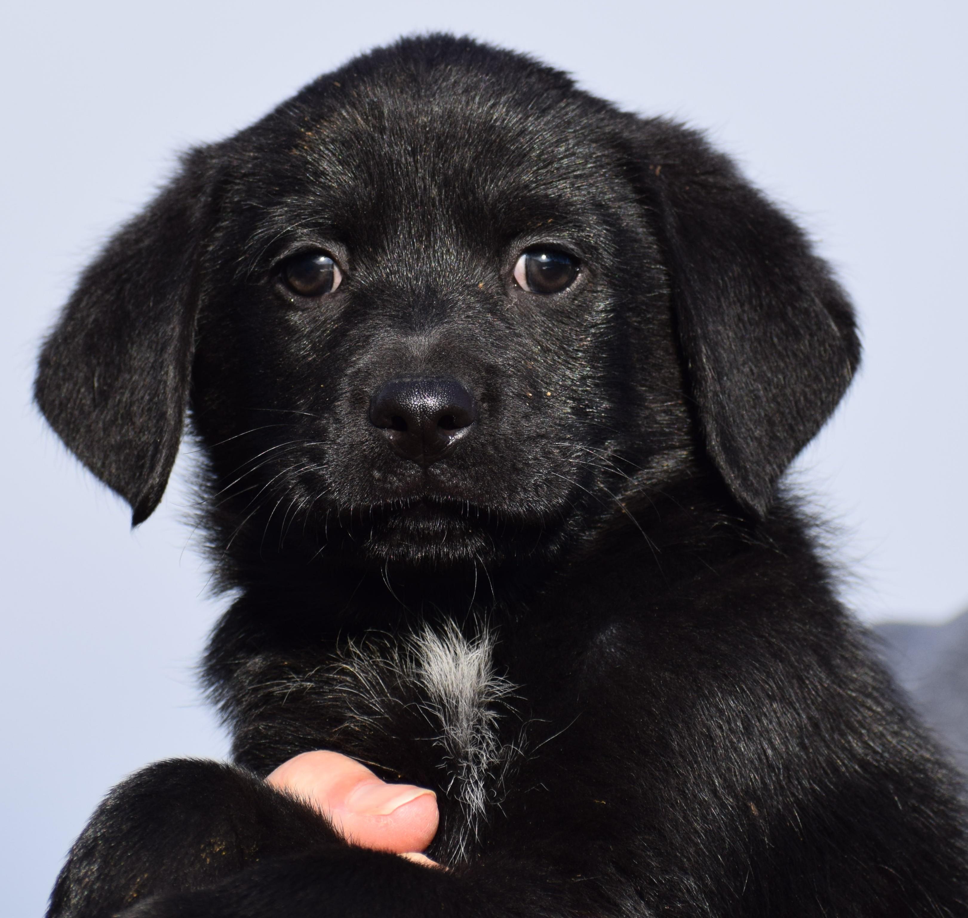 Otto-Available! www.lhar.dog to apply! , adoptable, Puppy Male Flat-Coated Retriever & Golden Retriever.