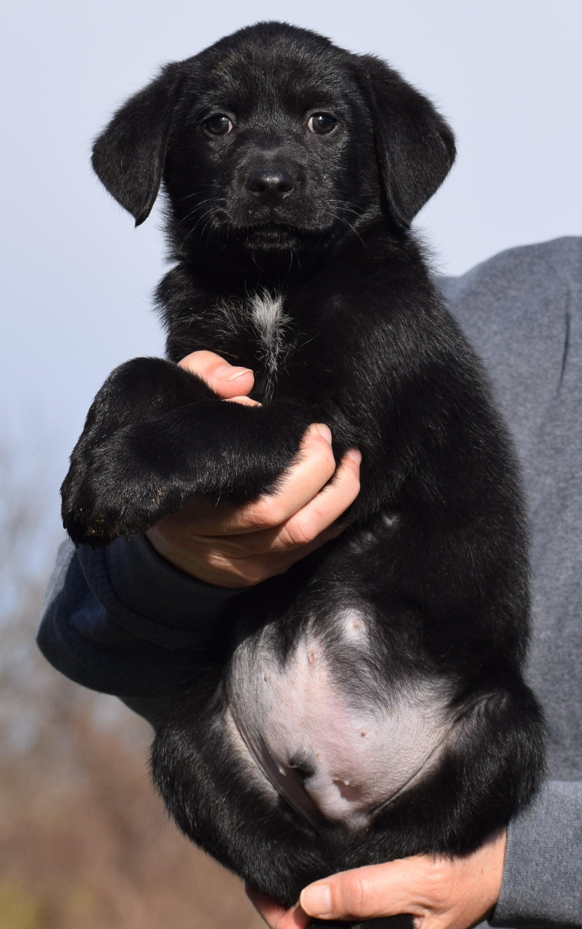 Enlarge Otto-Available! www.lhar.dog to apply! , an adoptable mixed breed in Frederick, MD image 4/6