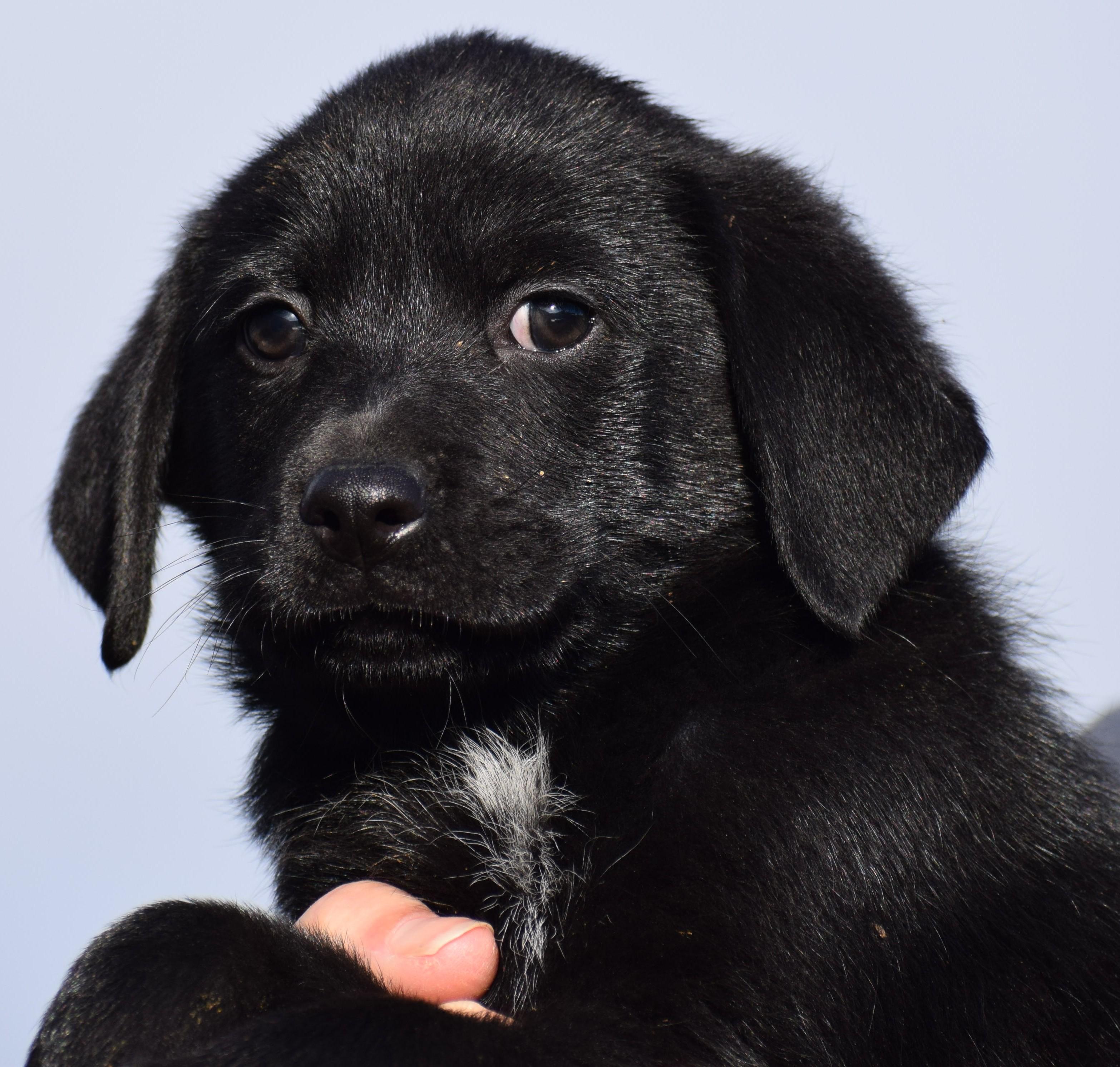 Enlarge Otto-Available! www.lhar.dog to apply! , an adoptable mixed breed in Frederick, MD image 2/6