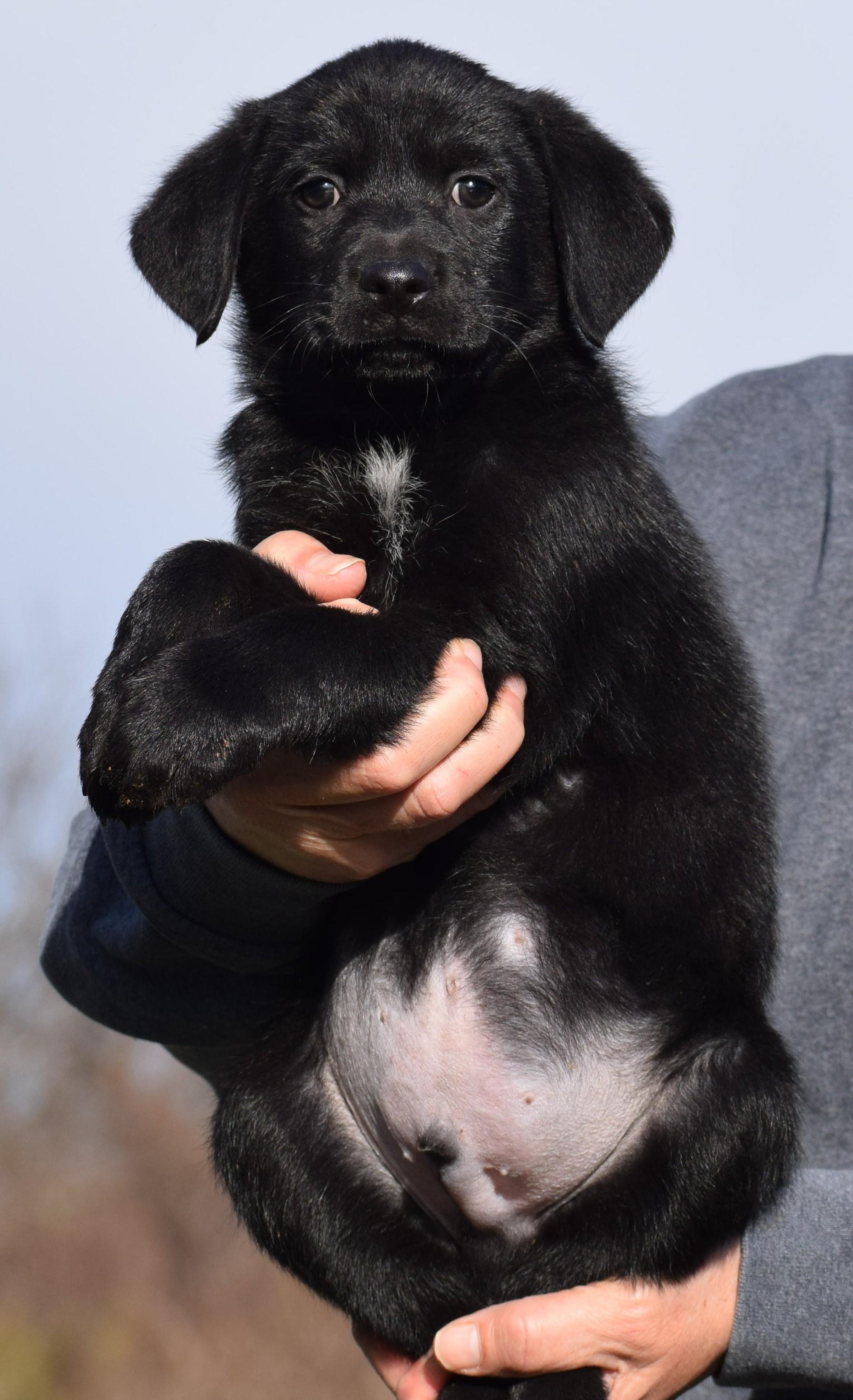 Enlarge Otto-Available! www.lhar.dog to apply! , an adoptable mixed breed in Frederick, MD image 5/6