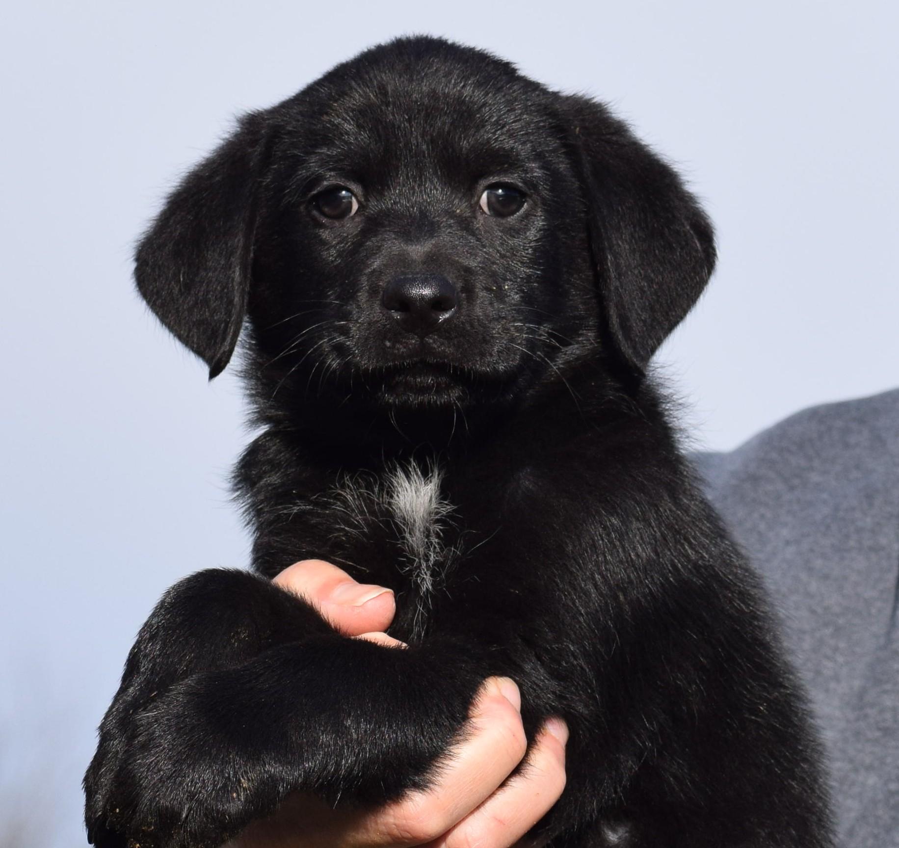 Enlarge Otto-Available! www.lhar.dog to apply! , an adoptable mixed breed in Frederick, MD image 6/6