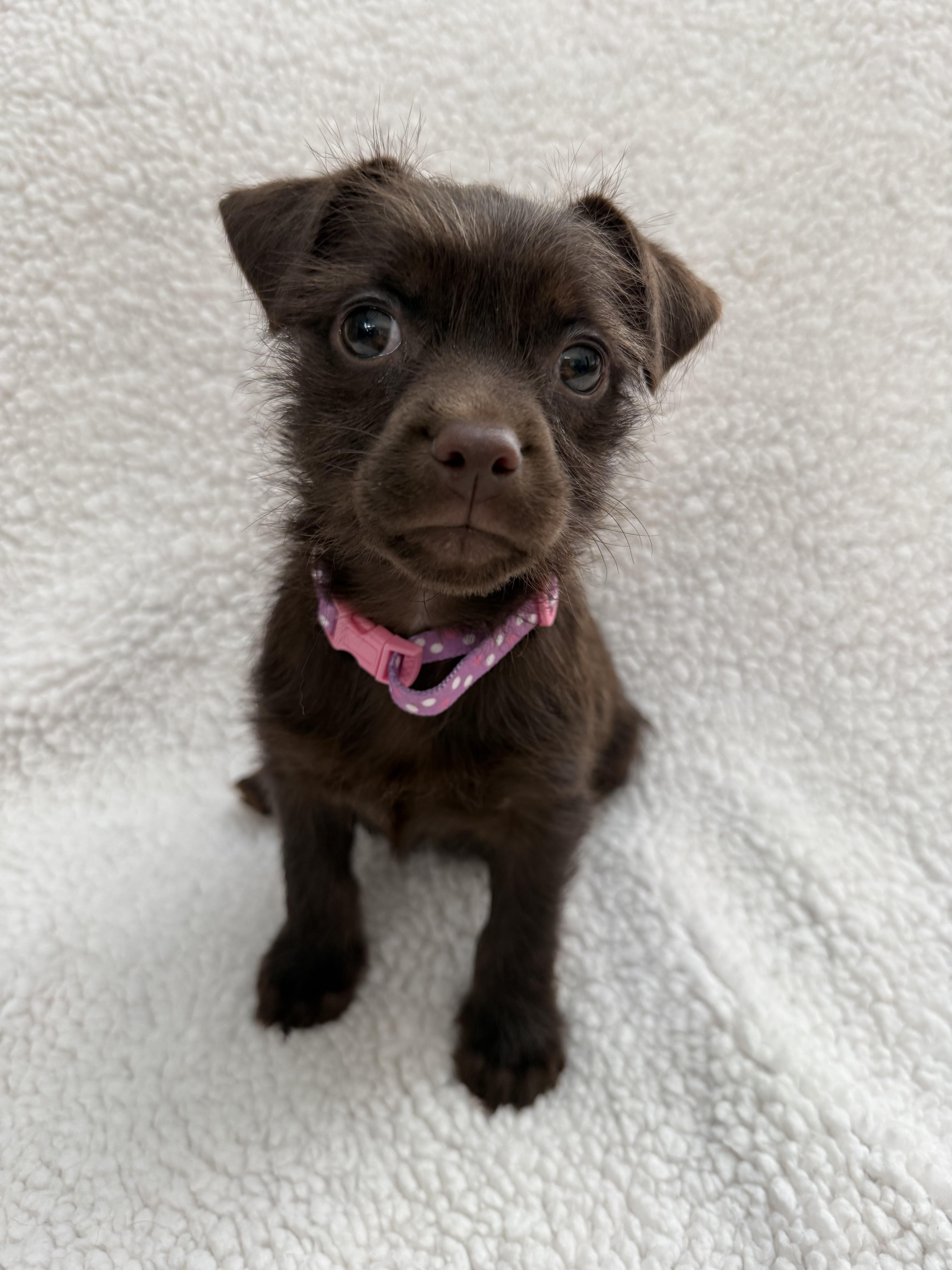 Enlarge Mochi, an adopted mixed breed in Fort Collins, CO image 3/6