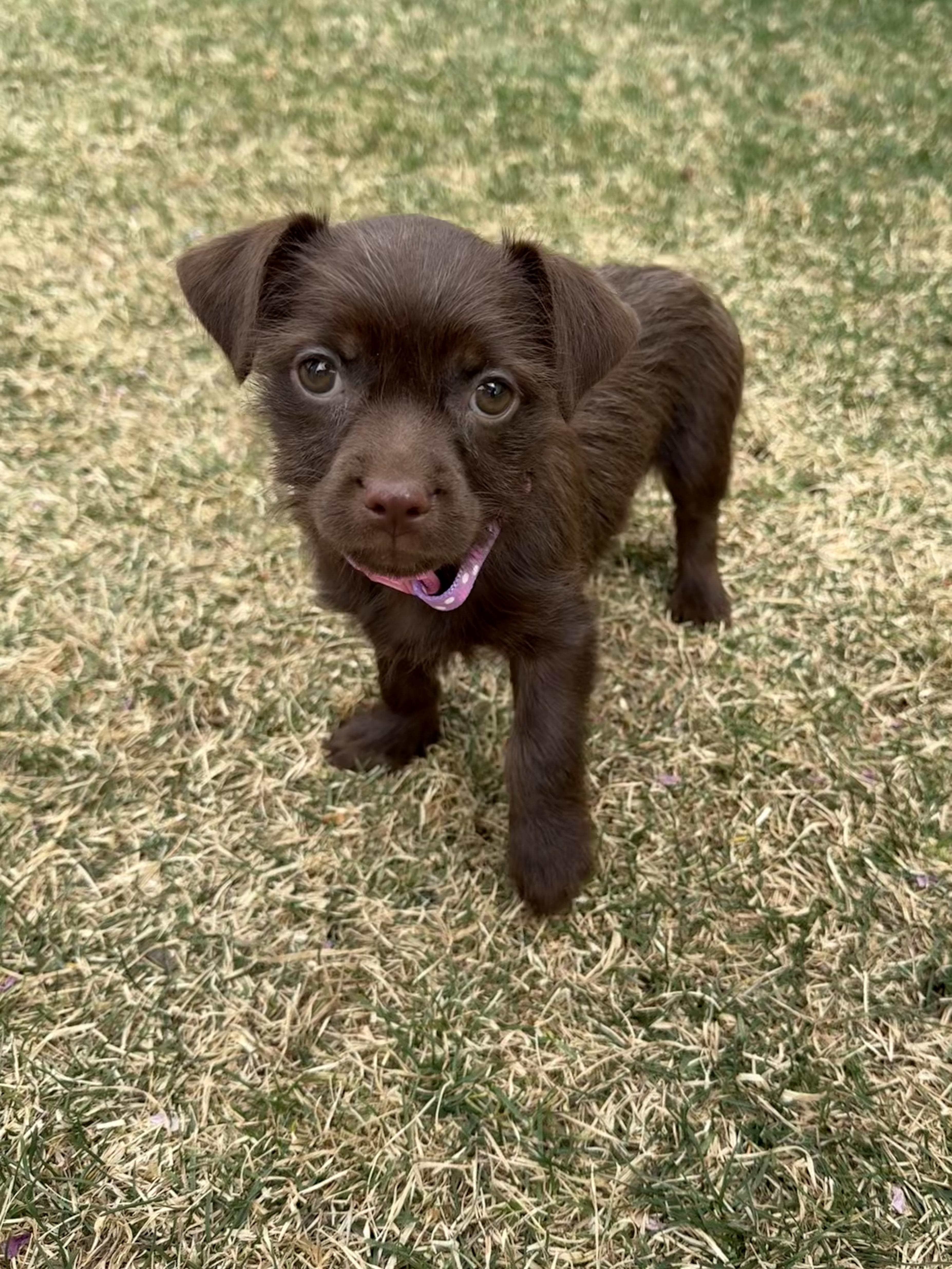 Enlarge Mochi, an adopted mixed breed in Fort Collins, CO image 4/6