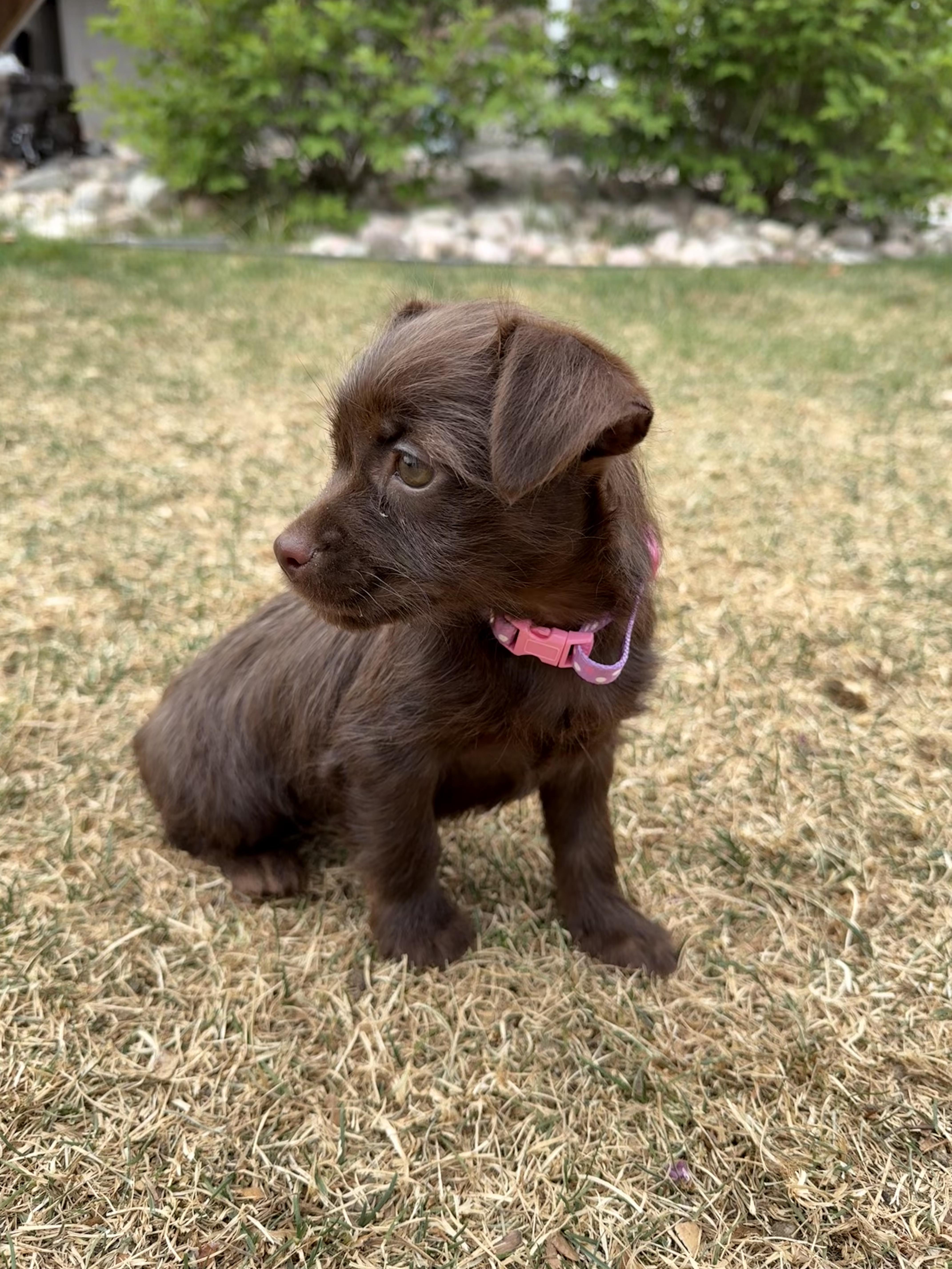 Enlarge Mochi, an adopted mixed breed in Fort Collins, CO image 5/6