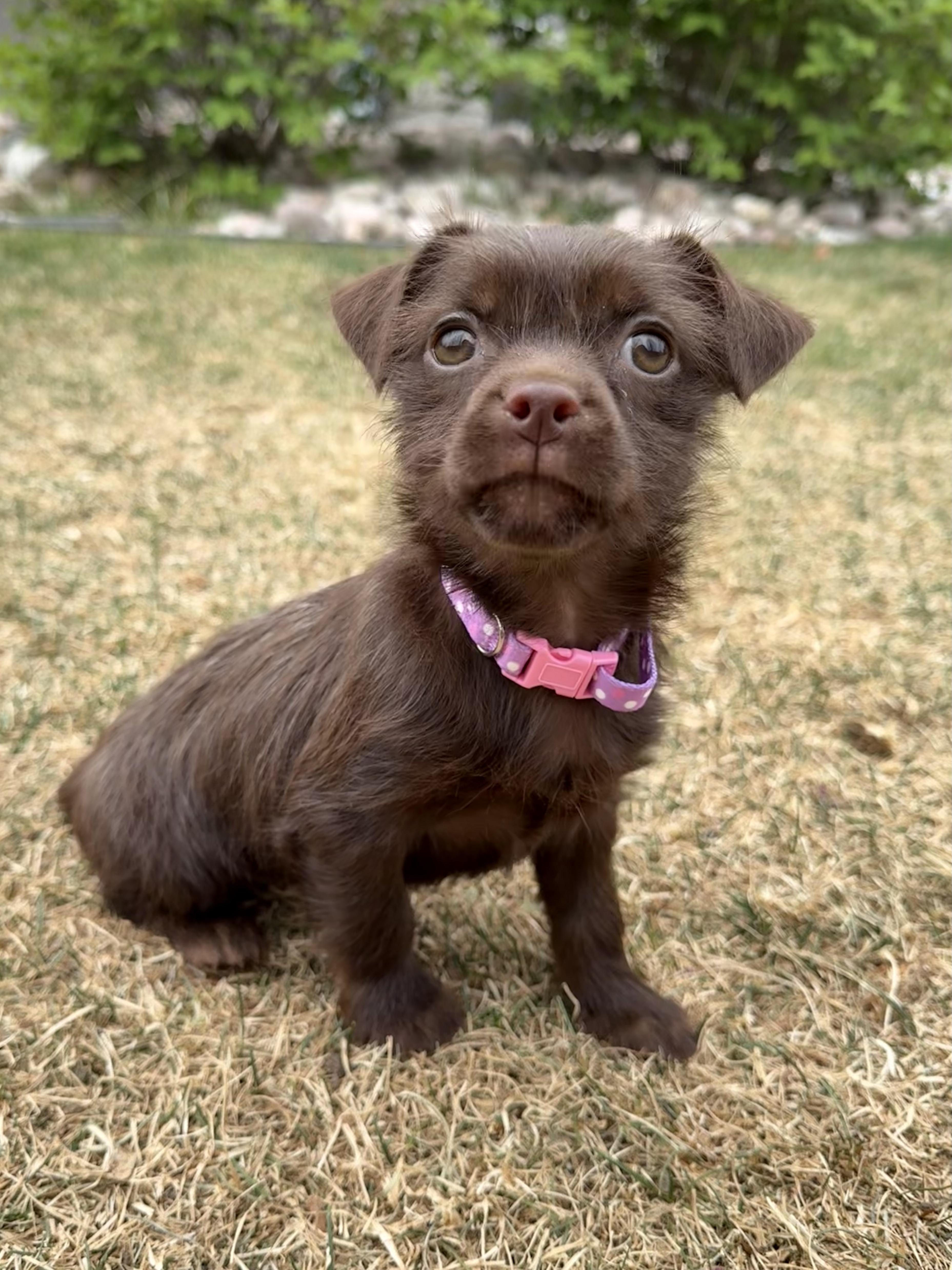 Enlarge Mochi, an adopted mixed breed in Fort Collins, CO image 2/6