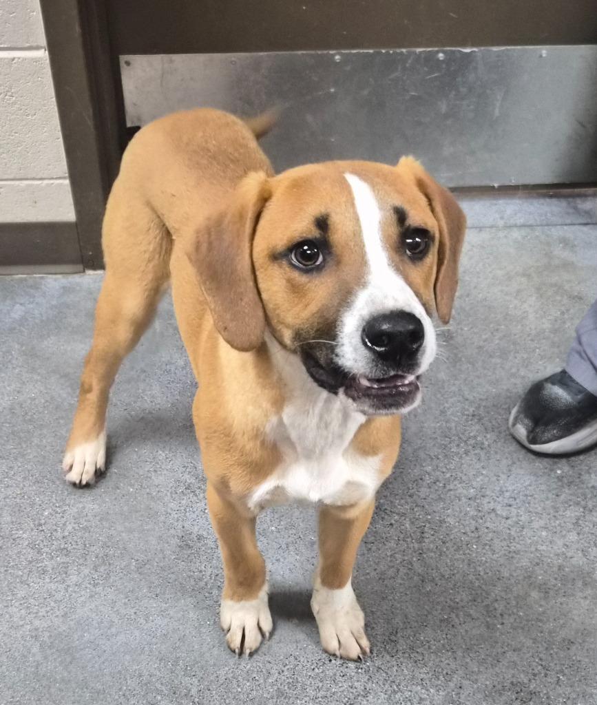 Enlarge BIG CHICKEN, a Adoptable mixed breed in Rome, GA image 1/1