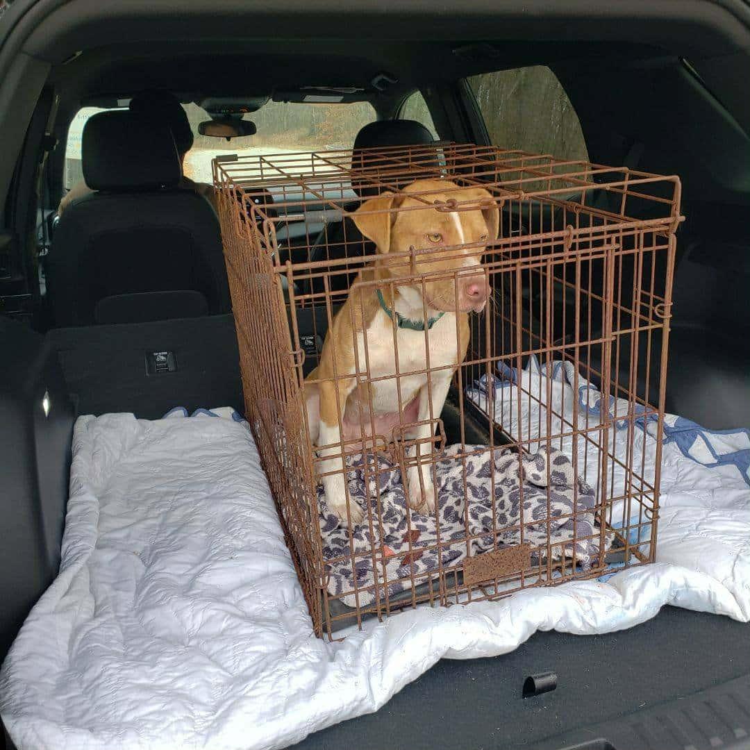 Goldie, Adoptable, Young Female Hound & Pit Bull Terrier.