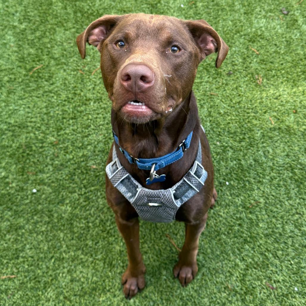 Woodrow, Adoptable, Adult Male Chocolate Labrador Retriever.