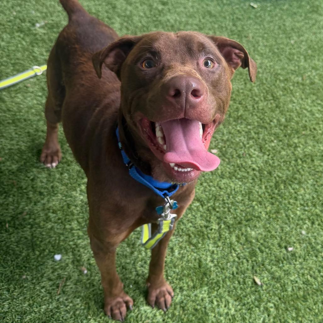 Woodrow, Adoptable, Adult Male Chocolate Labrador Retriever.