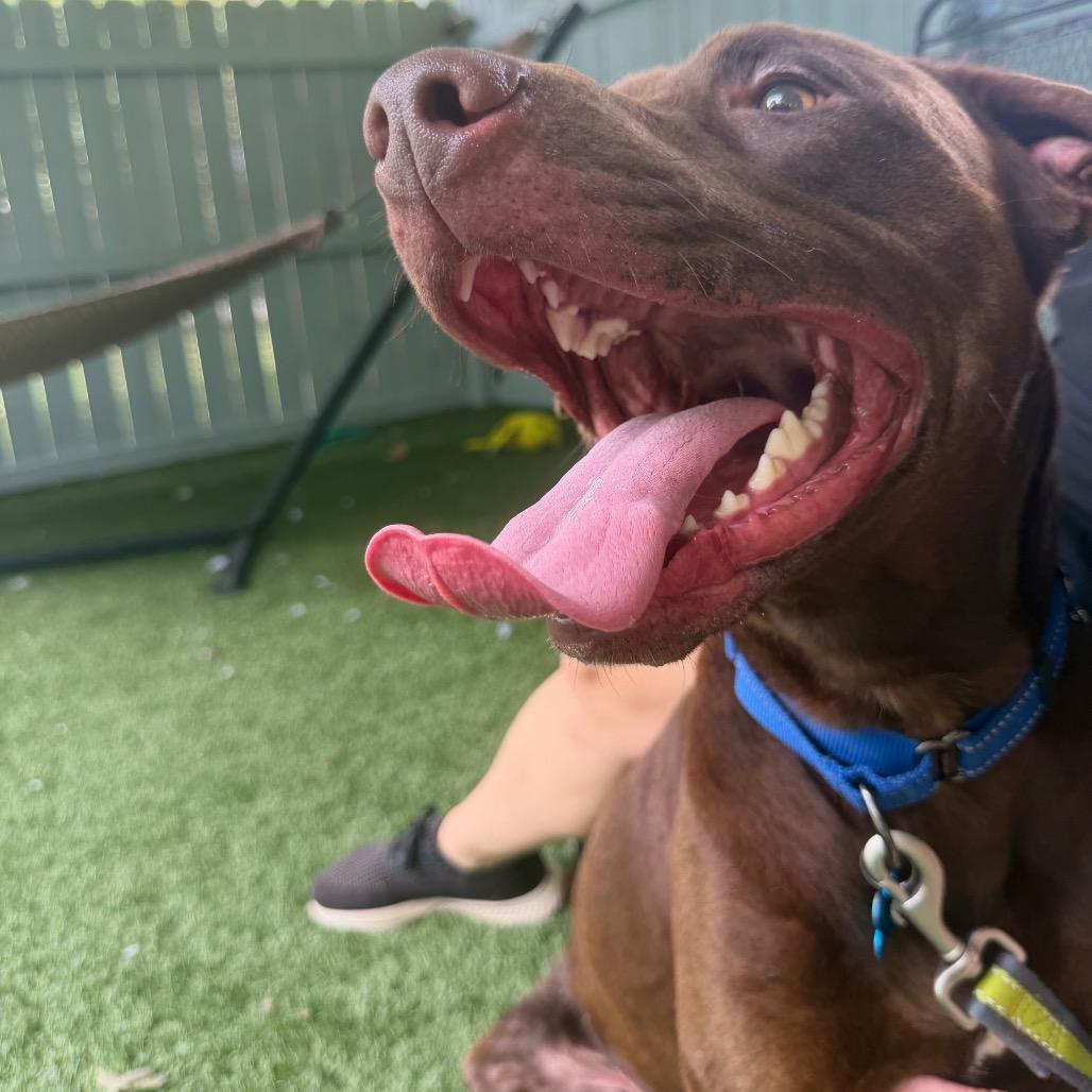 Enlarge Woodrow, a Adoptable Chocolate Labrador Retriever in Troy, VA image 2/4