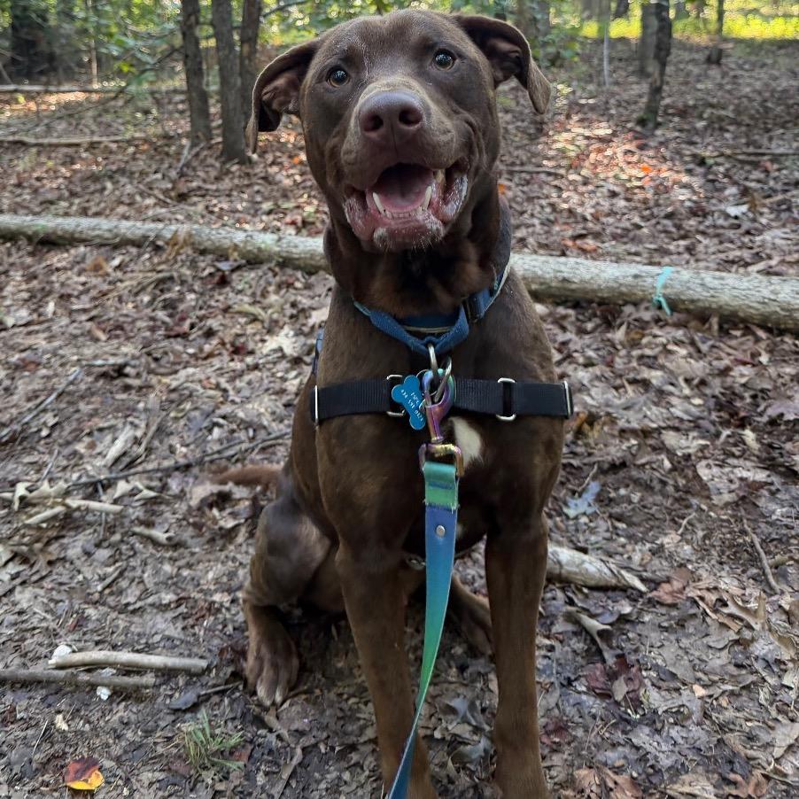 Enlarge Woodrow, a Adoptable Chocolate Labrador Retriever in Troy, VA image 4/6
