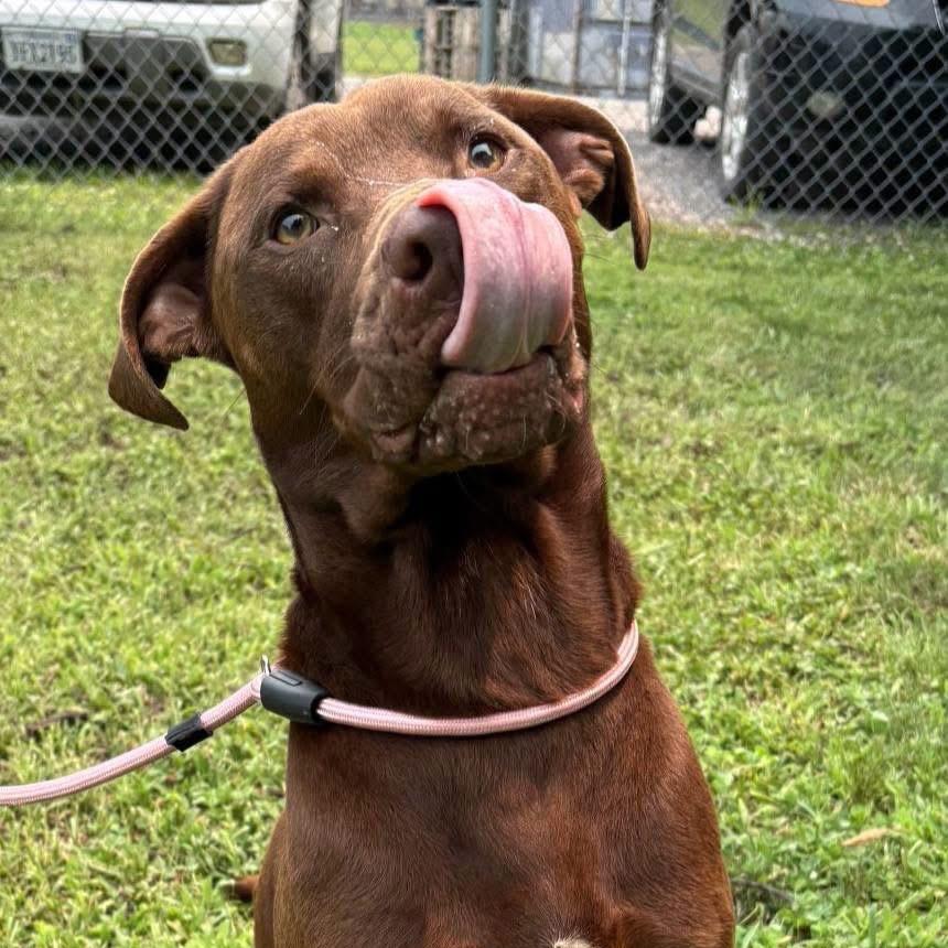 Enlarge Woodrow, a Adoptable Chocolate Labrador Retriever in Troy, VA image 3/4