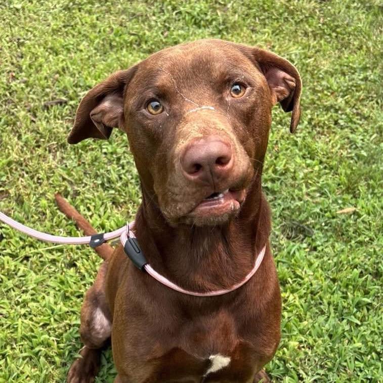 Enlarge Woodrow, a Adoptable Chocolate Labrador Retriever in Troy, VA image 4/4
