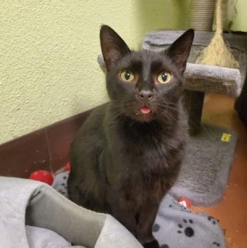 Sonic — thumbnail 2