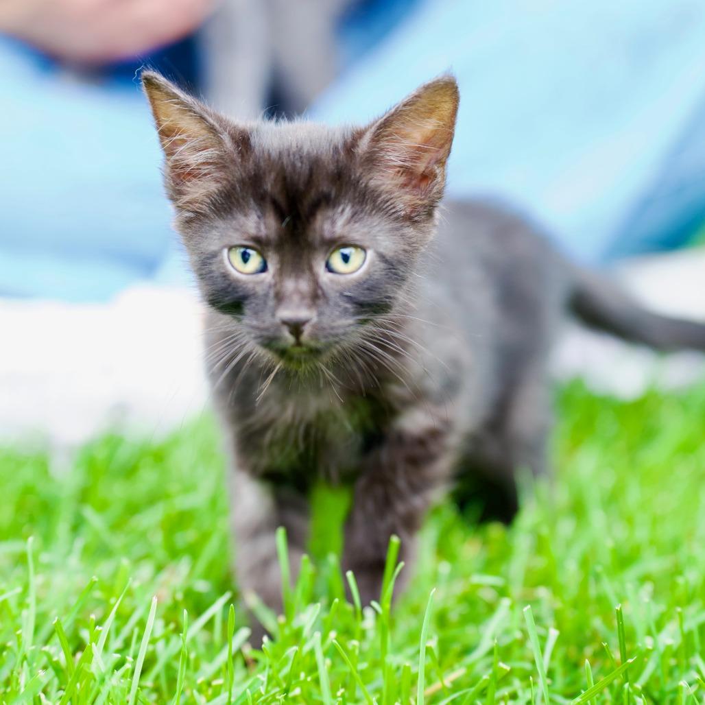 Sooty 22812, Adoptable, Kitten Male Domestic Short Hair.