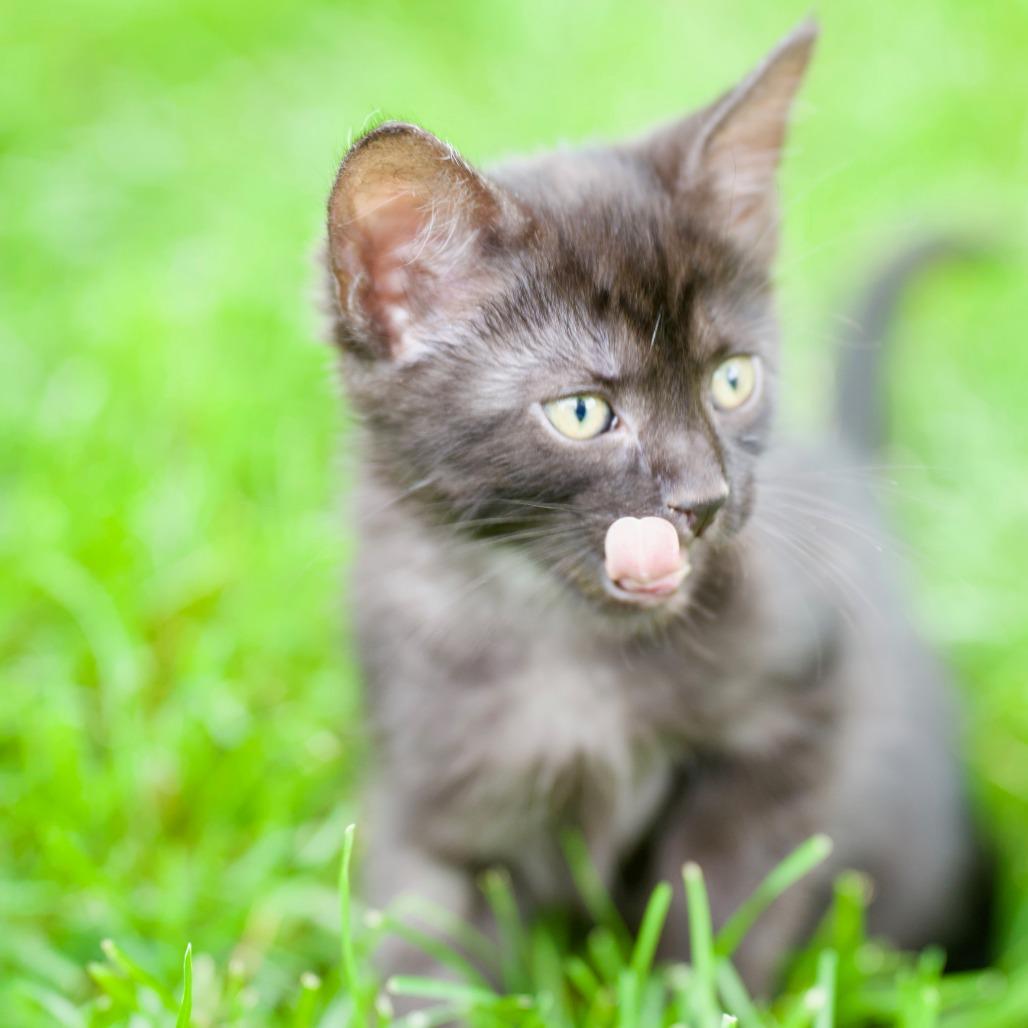 Enlarge Sooty 22812, a Adoptable Domestic Short Hair in Minneapolis, MN image 2/2