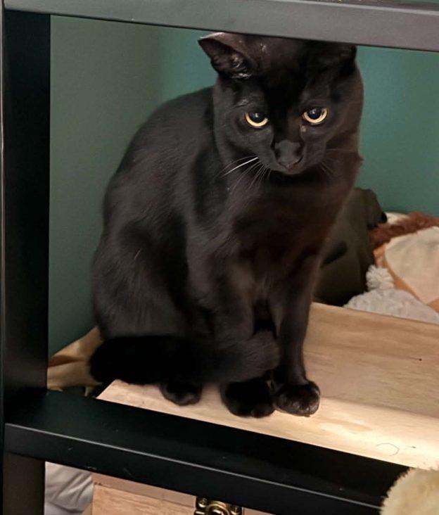 Remi, Adopted, Young Male Domestic Short Hair.