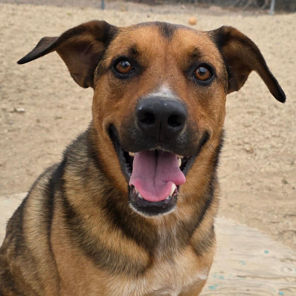 Joey, a Adoptable mixed breed in Wickenburg, AZ image 1/3