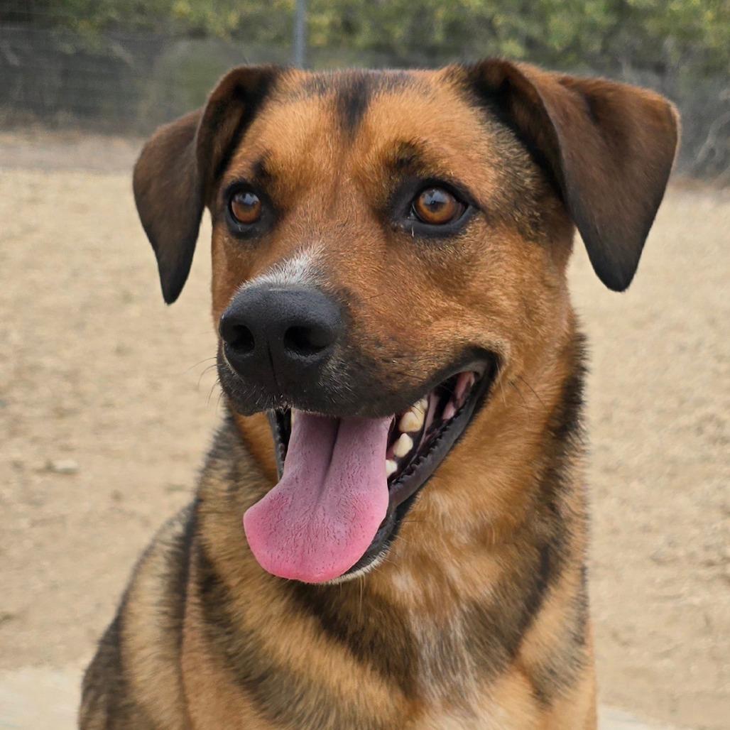 Joey, a Adoptable mixed breed in Wickenburg, AZ image 2/3