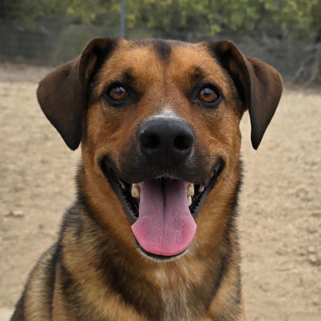 Joey, a Adoptable mixed breed in Wickenburg, AZ image 3/3