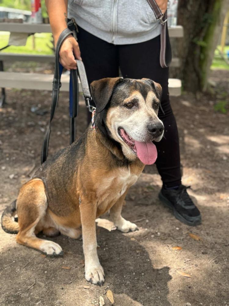 Henry, a Adoptable mixed breed in Lakeland, FL image 1/5