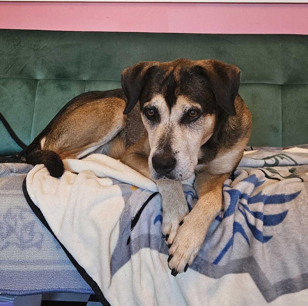 Henry, a Adoptable mixed breed in Lakeland, FL image 2/5