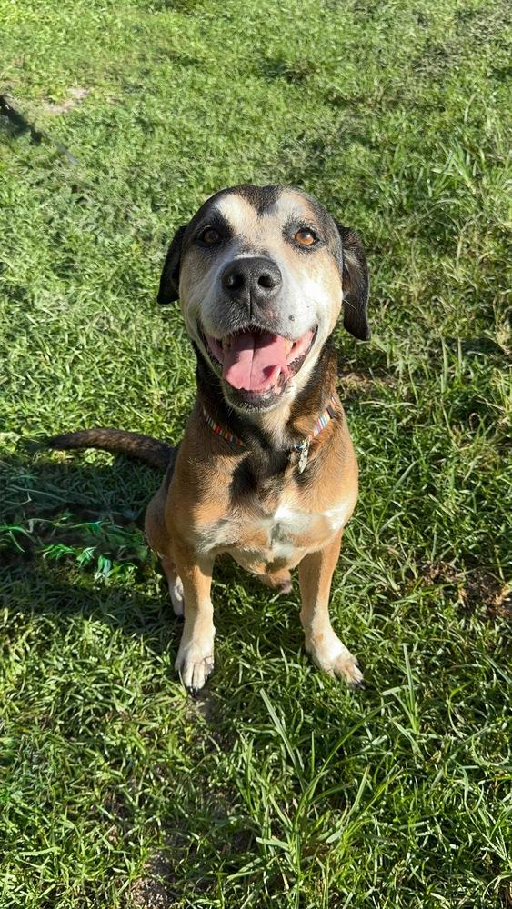 Henry, Adoptable, Senior Male Hound.