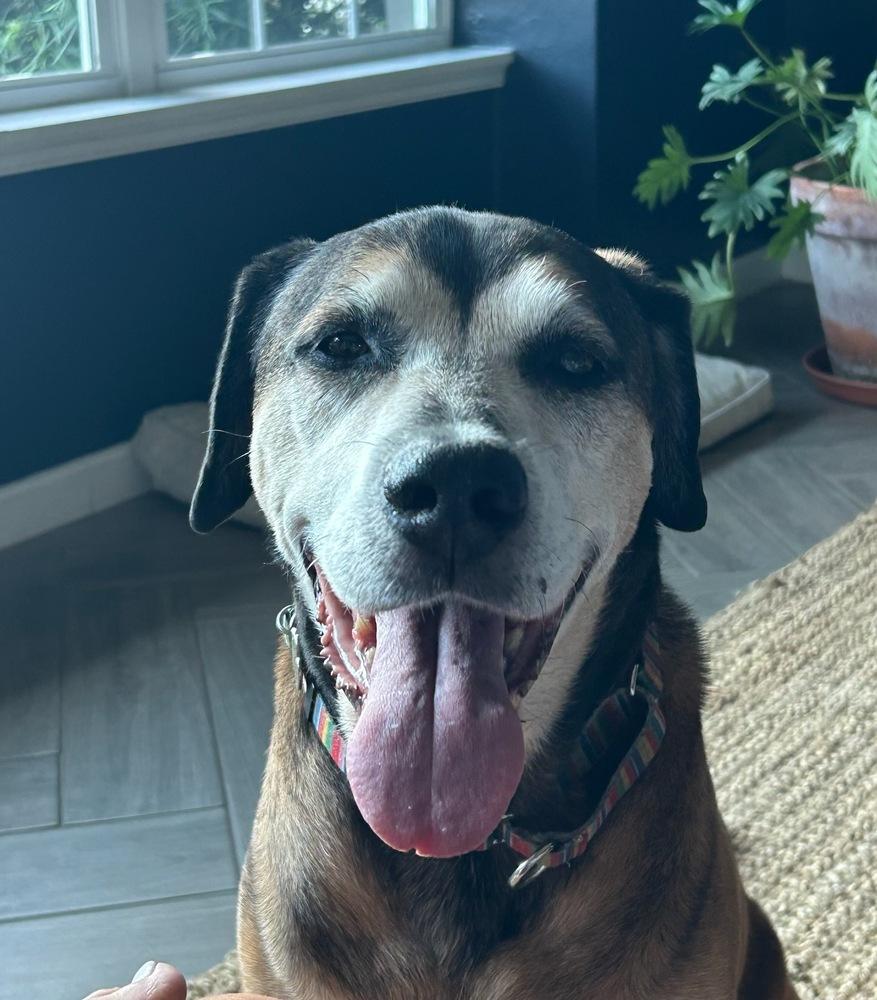 Enlarge Henry, a Adoptable mixed breed in Lakeland, FL image 3/6