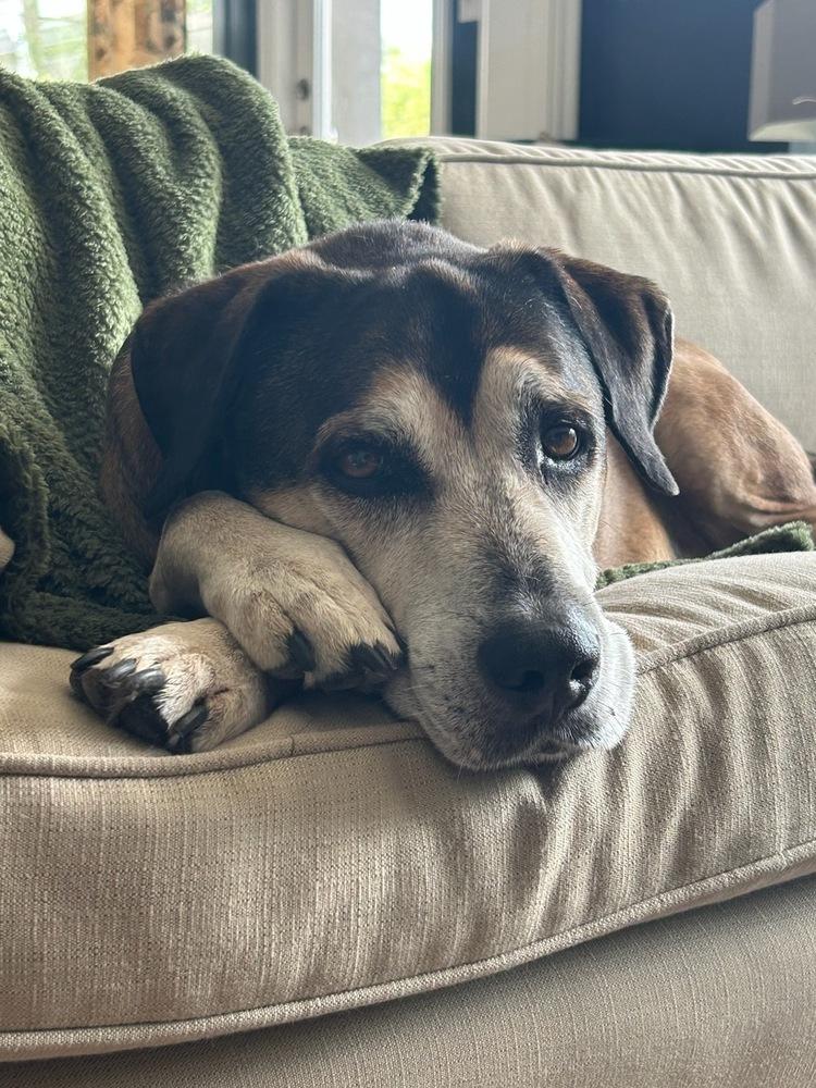 Enlarge Henry, a Adoptable mixed breed in Lakeland, FL image 2/5