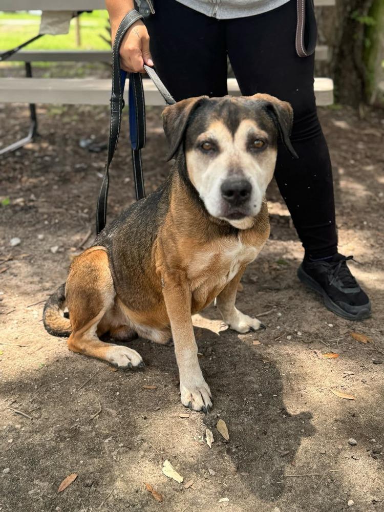 Henry, a Adoptable mixed breed in Lakeland, FL image 4/5
