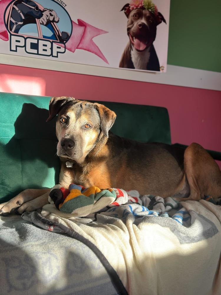 Henry, a Adoptable mixed breed in Lakeland, FL image 5/5