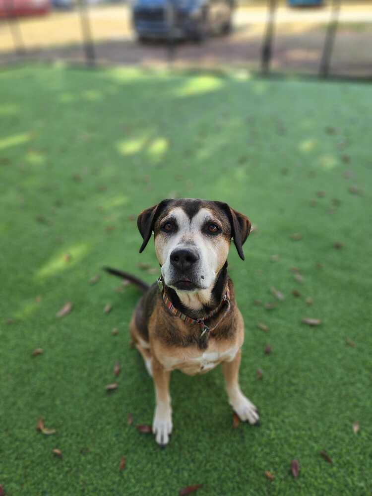 Enlarge Henry, a Adoptable mixed breed in Lakeland, FL image 6/6