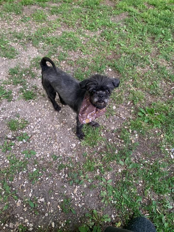 Fancy $450, a Adoptable mixed breed in Milwaukee, WI image 1/4