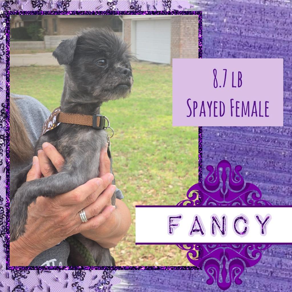 Fancy $450, a Adoptable mixed breed in Milwaukee, WI image 2/4